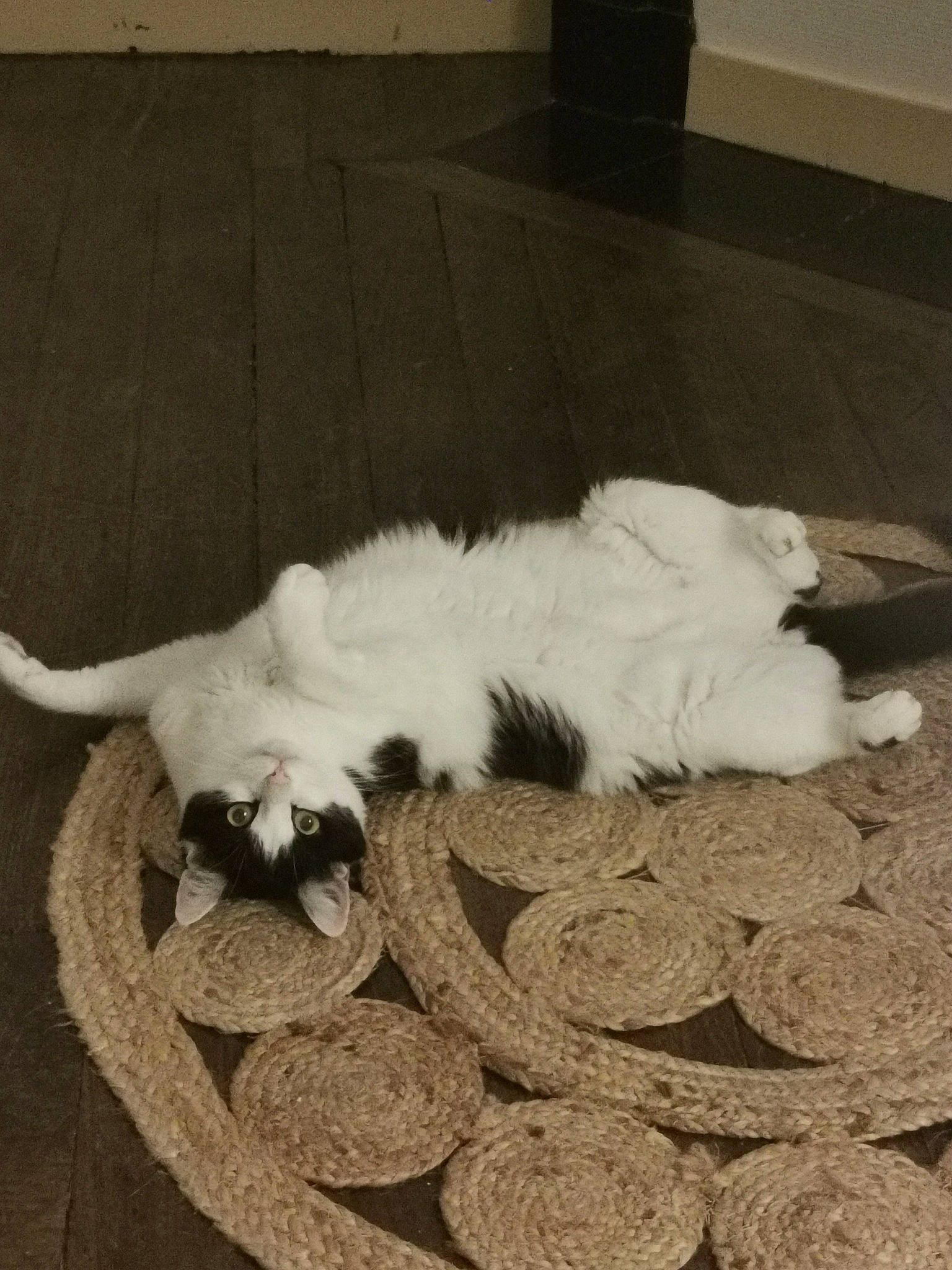 Joker a rejoint le concours — aidez-le/la à gagner de superbes lots ! carnivore, cat, claw, comfort, domestic_short_haired_cat, felidae, flooring, fur, grey, hardwood, linens, nap, paw, sleep, small_to_medium_sized_cats, snout, tail, terrestrial_animal, whiskers, wood