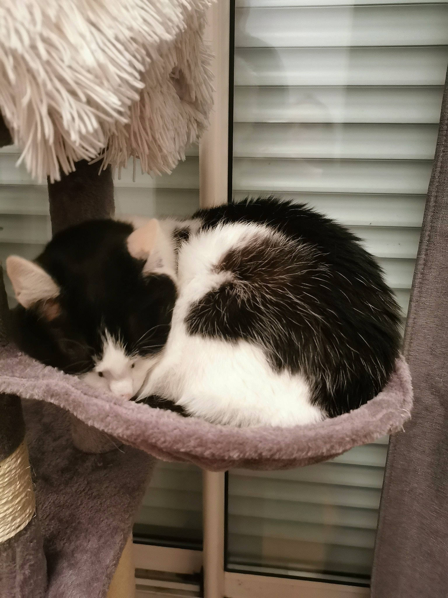 Joker participe au concours pour gagner de l'argent avec cette photo : carnivore, cat, cat_supply, comfort, domestic_short_haired_cat, felidae, flooring, fur, hardwood, monochrome, monochrome_photography, pet_supply, room, small_to_medium_sized_cats, snout, tail, whiskers, window, wood