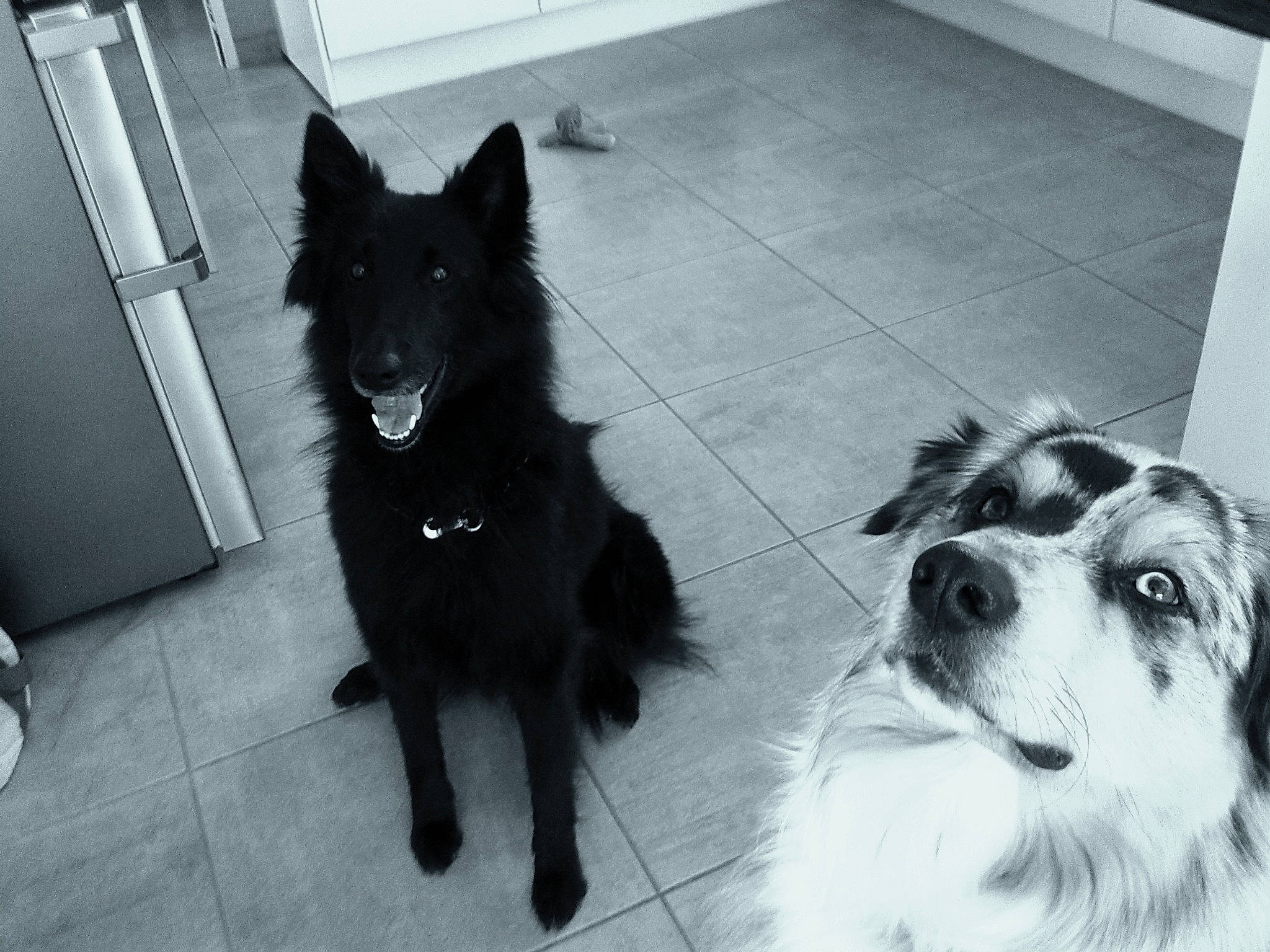 Iliade participe au concours pour gagner de l'argent avec cette photo : belgian_shepherd, black_and_white, border_collie, canidae, carnivore, dog, dog_breed, groenendael, herding_dog, mammal, rare_breed_dog, schipperke, snout, vertebrate, working_dog