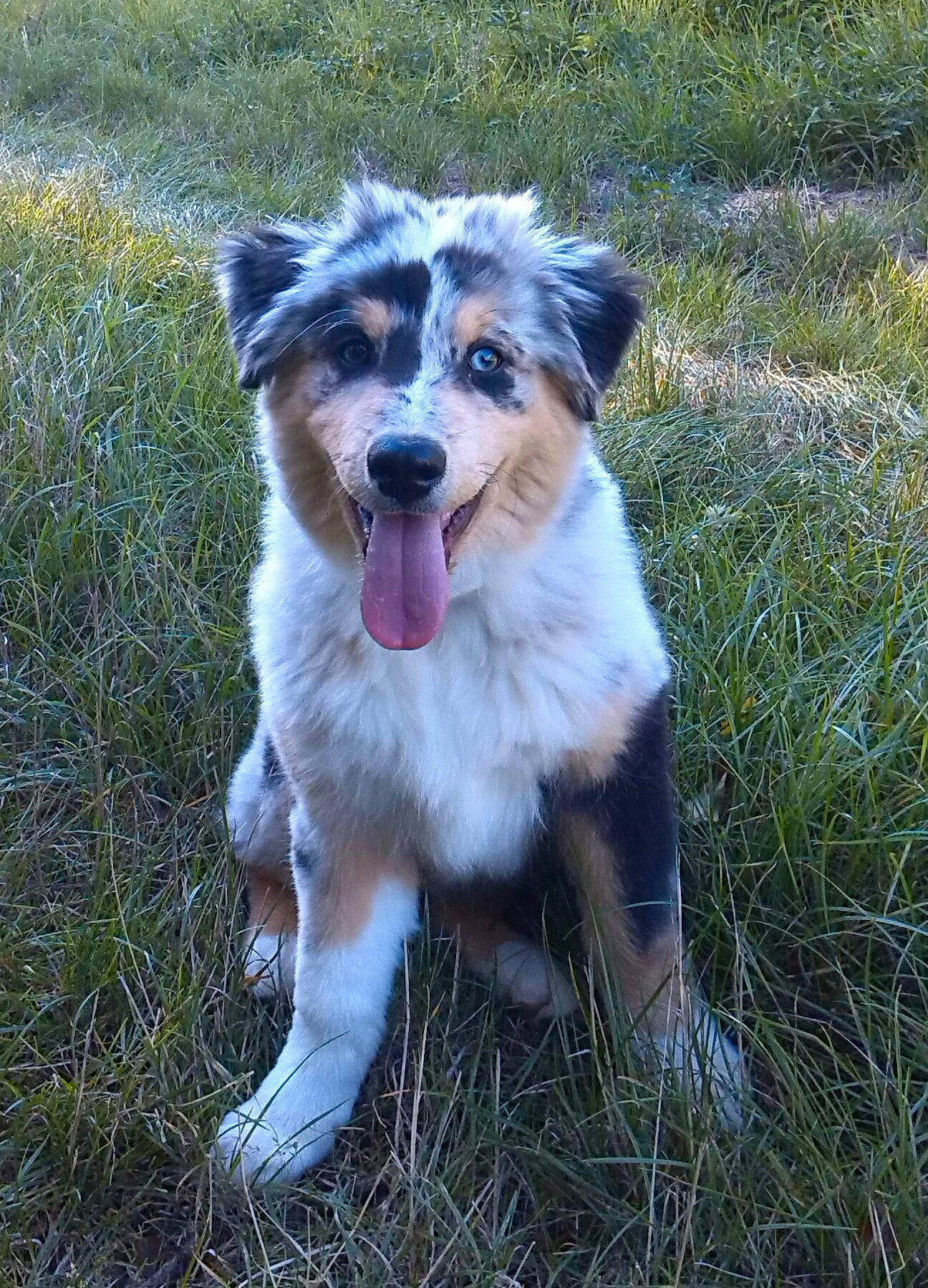 Ipso participe au concours pour gagner de l'argent avec cette photo : aidi, australian_collie, australian_shepherd, basque_shepherd_dog, canidae, carnivore, companion_dog, dog, dog_breed, english_shepherd, herding_dog, mammal, miniature_australian_shepherd, rare_breed_dog, scotch_collie, sporting_group, texas_heeler, vertebrate, welsh_sheepdog, working_dog