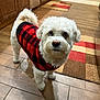 dog, white_dog, pet, indoor, sweater, red_and_black, checkered_pattern, curious, kitchen, floor_tiles, rug, fur, small_dog, looking_up, cozy, home, companion, animal, cute, domestic