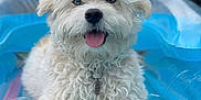 Teddy joined the competition — help win amazing prizes! dog, white_dog, curly_fur, tongue_out, inflatable_pool, pool_float, water, outdoor, pet, happy, relaxed, summer, animal, cute, playful, close_up, fur, canine, tongue, resting