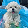 dog, white_dog, curly_fur, tongue_out, inflatable_pool, pool_float, water, outdoor, pet, happy, relaxed, summer, animal, cute, playful, close_up, fur, canine, tongue, resting