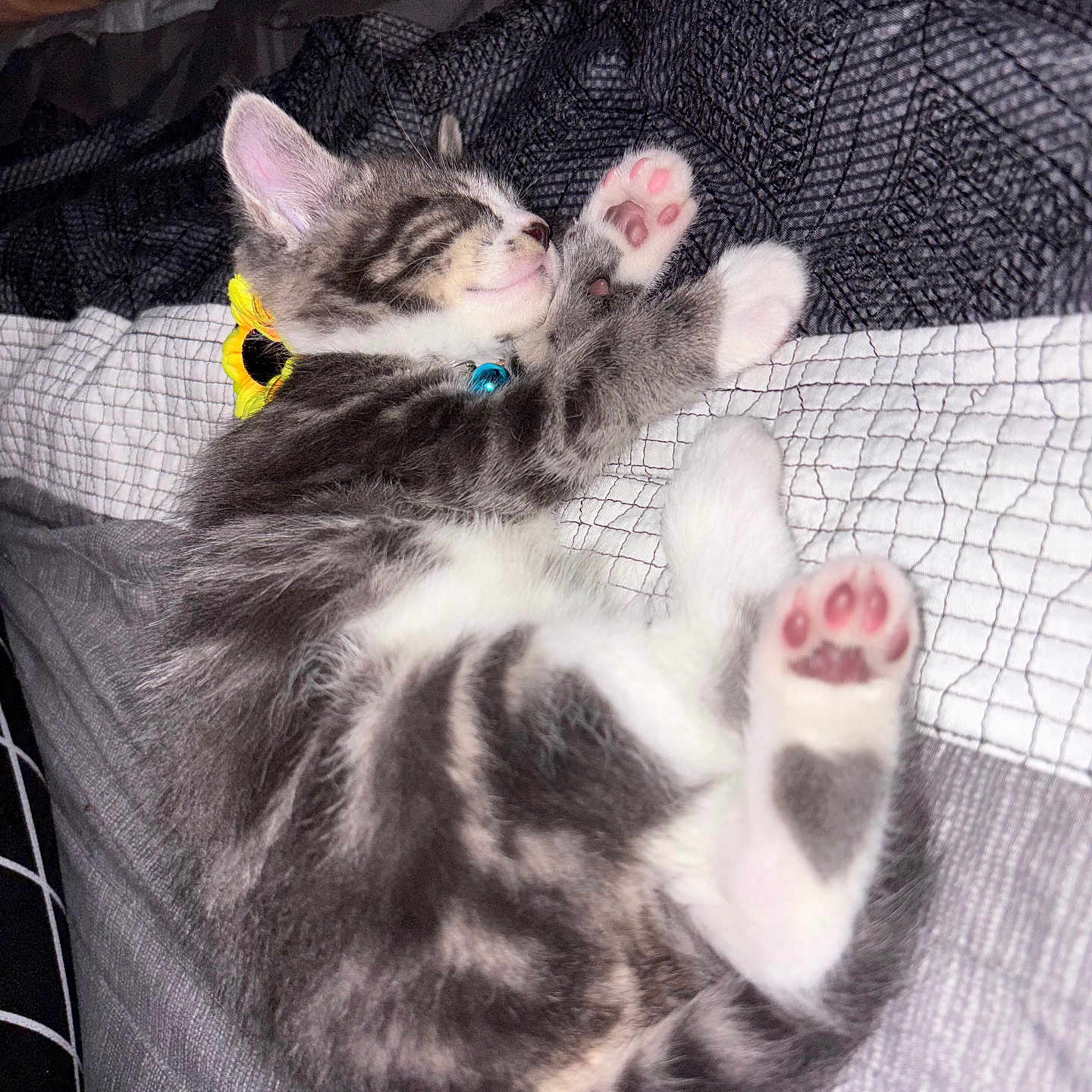 Sunflower is registered to the contest to win money with this photo: abyssinian, animal, bed, bedroom, blanket, bodypart, cat, chair, couch, cushion, furniture, homedecor, indoors, kitten, manx, mouth, person, pet, room, sleeping