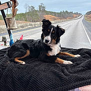 Charlie joined the competition — help win amazing prizes! dog, black_blanket, vehicle_interior, highway, empty_road, cloudy_sky, trees, hills, feathers, figurines, window, curious, pet, lying_down, brown_white_black_fur, dashboard, road_trip, cozy, animal, companion
