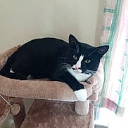 Poirot is registered to the contest to win money with this photo: cat, black_and_white, pet, indoor, cat_tree, feline, resting, looking, curious, fur, whiskers, ears, paw, cozy, home, curtain, window, animal, domestic, relaxed