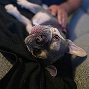 Uguette a rejoint le concours — aidez-le/la à gagner de superbes lots ! animal, blurred_background, canine, close_up, collar, comfort, couch, cozy, dog, domestic, ears, friendly, fur, hand, human_interaction, indoor, looking, pet, relaxed, upside_down