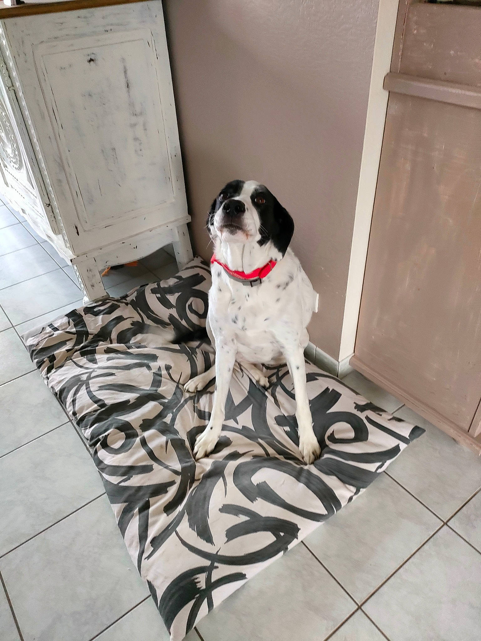 Norma participe au concours pour gagner de l'argent avec cette photo : canidae, carnivore, chair, collar, companion_dog, dog, dog_breed, dog_collar, door, fawn, floor, flooring, grey, hardwood, pattern, pet_supply, sidewalk, snout, sporting_group, working_animal