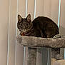 Malachai is registered to the contest to win money with this photo: animal, cat, cat_tree, collar, curious, domestic_cat, ears_up, feline, furniture, gray_cat, household, indoor, looking, pet, portrait, resting, soft_texture, tabby, vertical_blinds, whiskers