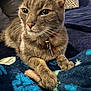 Malachai is registered to the contest to win money with this photo: animal, bell, blanket, cat, close_up, collar, cozy, domestic_animal, feline, focused, fur, gray_cat, indoor, paws, pet, relaxed, resting, soft_texture, tabby, whiskers