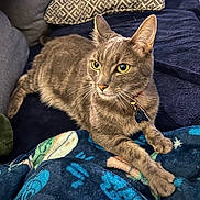 Malachai is registered to the contest to win money with this photo: alert, animal, blanket, cat, collar, couch, cozy, domestic, feline, fur, gray_tabby, green_eyes, home, indoor, laying, pet, pillow, relaxed, tags, whiskers