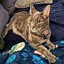 alert, animal, blanket, cat, collar, couch, cozy, domestic, feline, fur, gray_tabby, green_eyes, home, indoor, laying, pet, pillow, relaxed, tags, whiskers