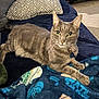 animal, blanket, carpet, cat, collar, couch, cozy, curious, feline, fur, green_eyes, home, indoor, pet, pillow, relaxed, resting, tabby, tag, whiskers