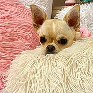 Vayna participe au concours pour gagner de l'argent avec cette photo : chihuahua, dog, pet, small_dog, fluffy_pillow, pink_pillow, white_pillow, cozy, indoor, resting, cute, fur, ears, animal, relaxing, home, decor, soft_texture, comfort, snuggle