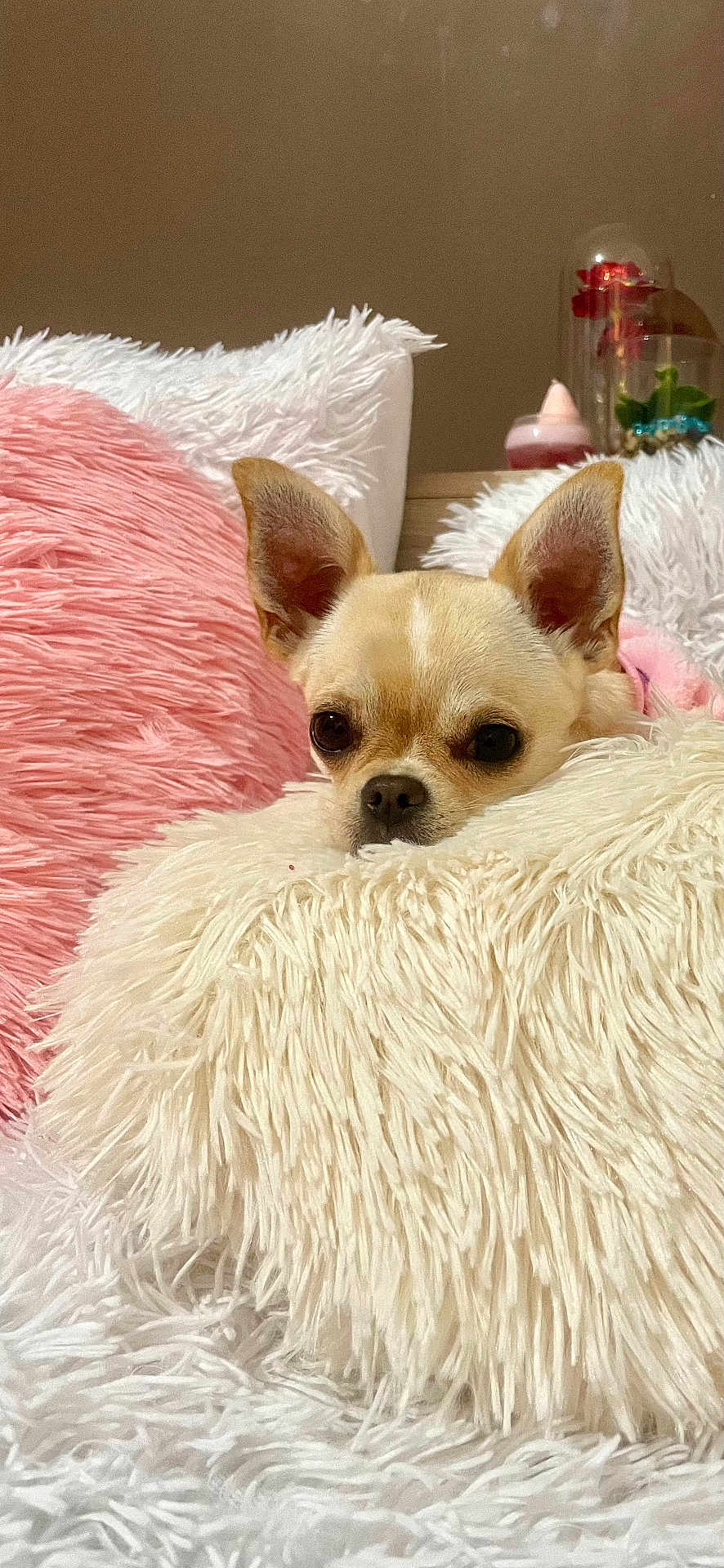 Vayna participe au concours pour gagner de l'argent avec cette photo : chihuahua, dog, pet, small_dog, fluffy_pillow, pink_pillow, white_pillow, cozy, indoor, resting, cute, fur, ears, animal, relaxing, home, decor, soft_texture, comfort, snuggle