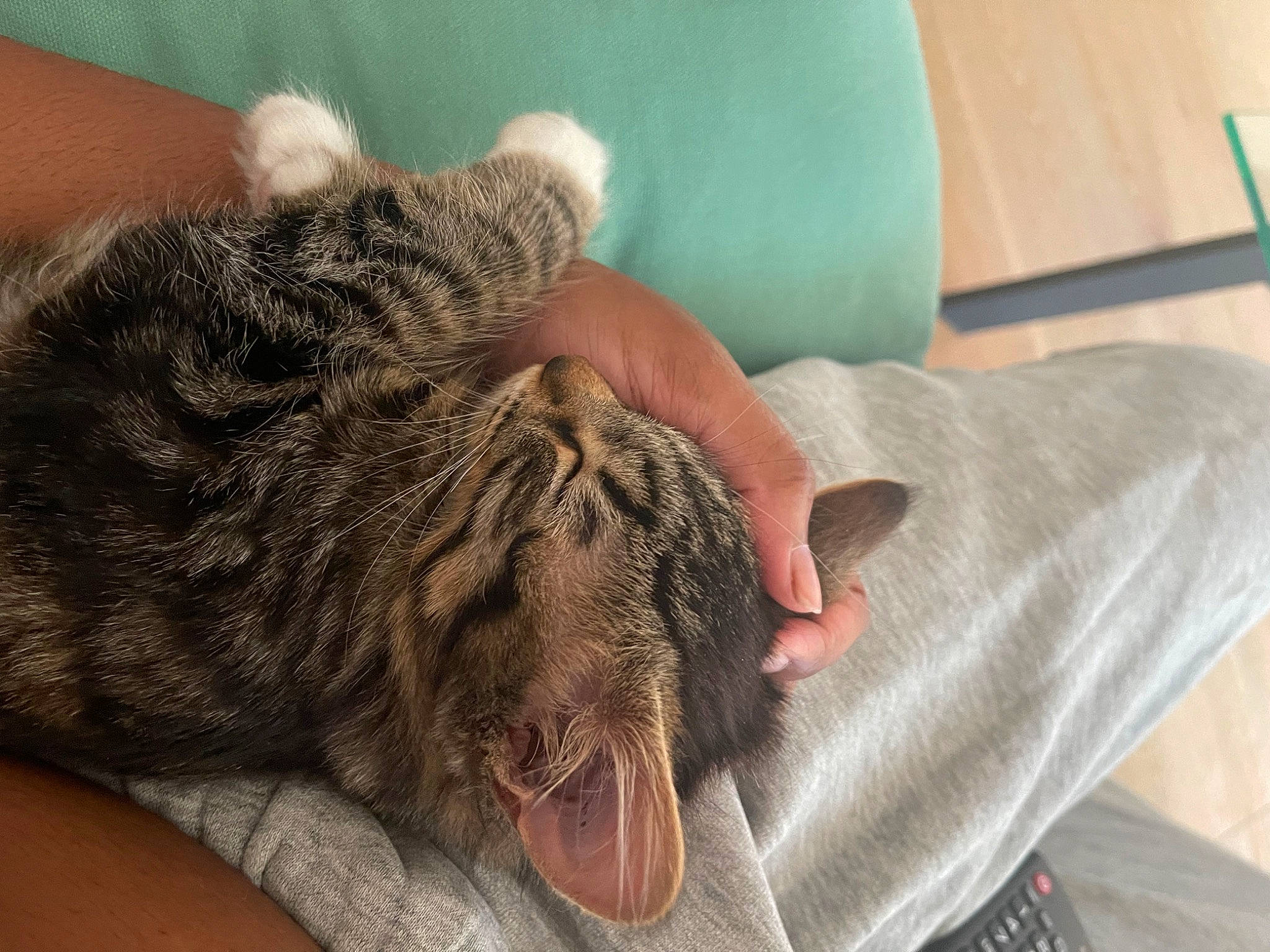 Aiko is registered to the contest to win money with this photo: braid, carnivore, cat, claw, comfort, domestic_short_haired_cat, fawn, felidae, finger, fur, gesture, hand, nail, skin, small_to_medium_sized_cats, snout, whiskers, wool, wrinkle, wrist