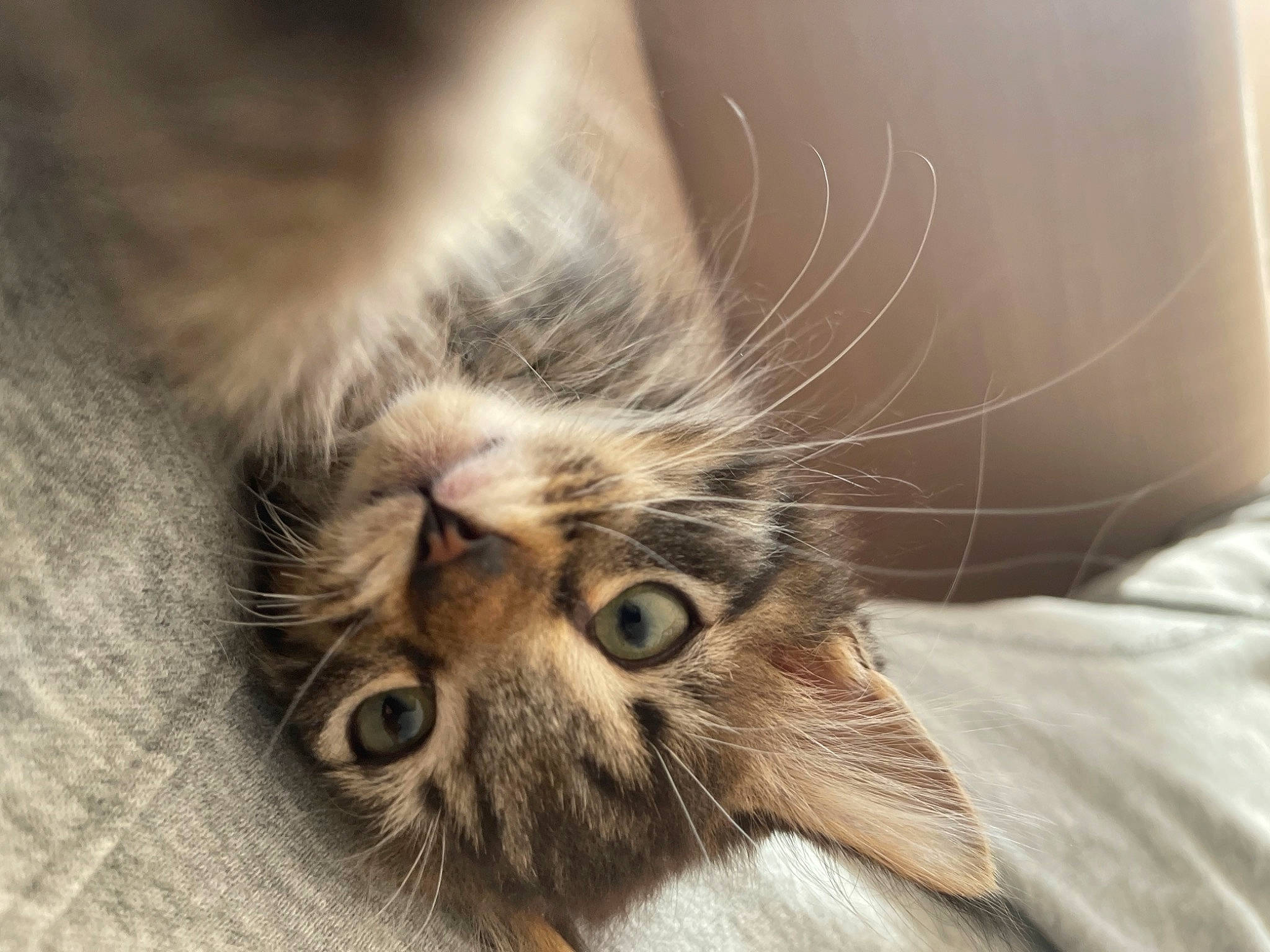 Aiko is registered to the contest to win money with this photo: carnivore, cat, claw, close_up, comfort, domestic_short_haired_cat, ear, eye, felidae, fur, macro_photography, nap, paw, sleep, small_to_medium_sized_cats, snout, terrestrial_animal, whiskers, wood