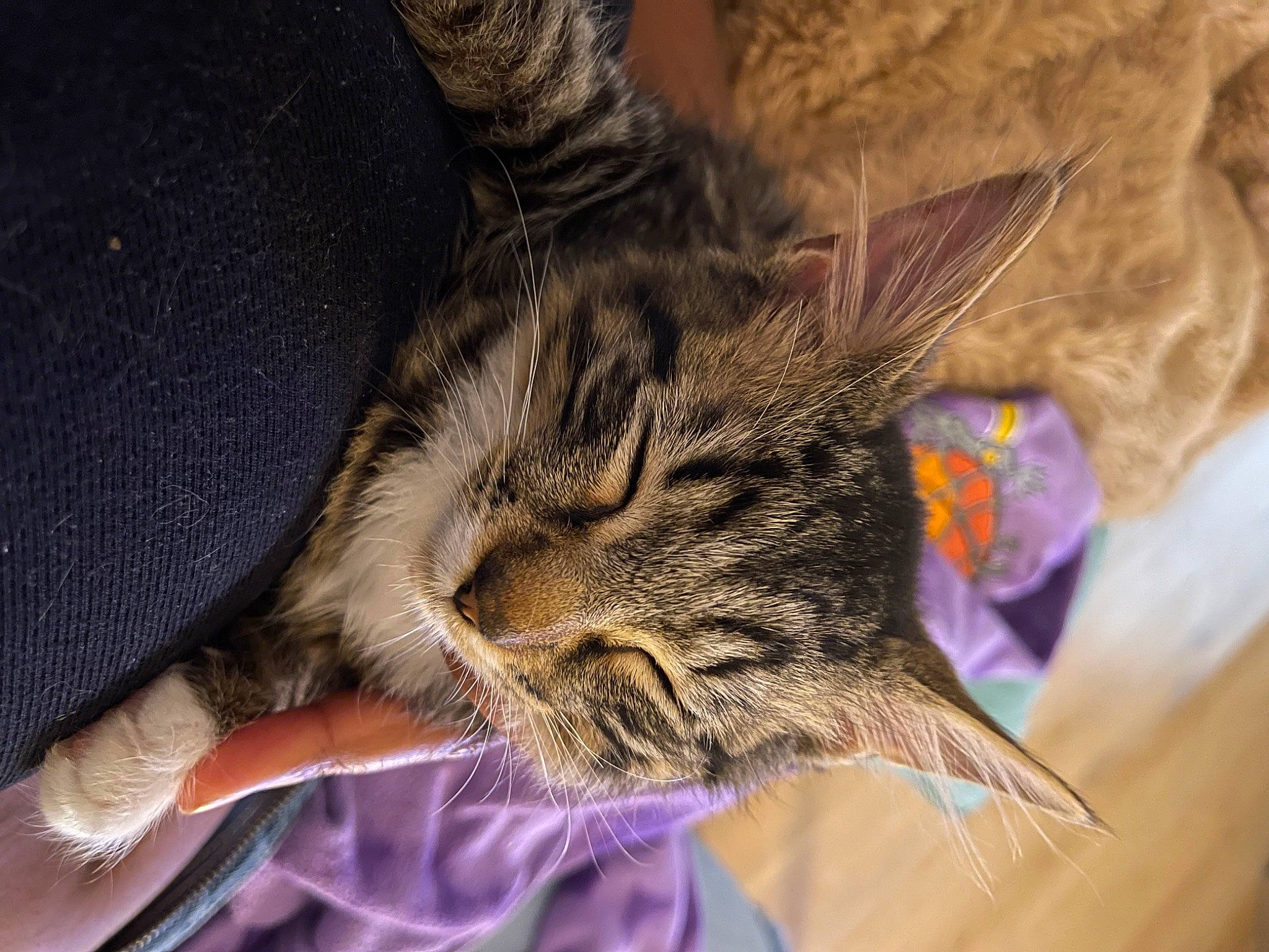 Aiko is registered to the contest to win money with this photo: carnivore, cat, claw, comfort, domestic_short_haired_cat, ear, felidae, fur, gesture, nail, nap, paw, sleep, small_to_medium_sized_cats, snout, tail, whiskers, wildlife, wood