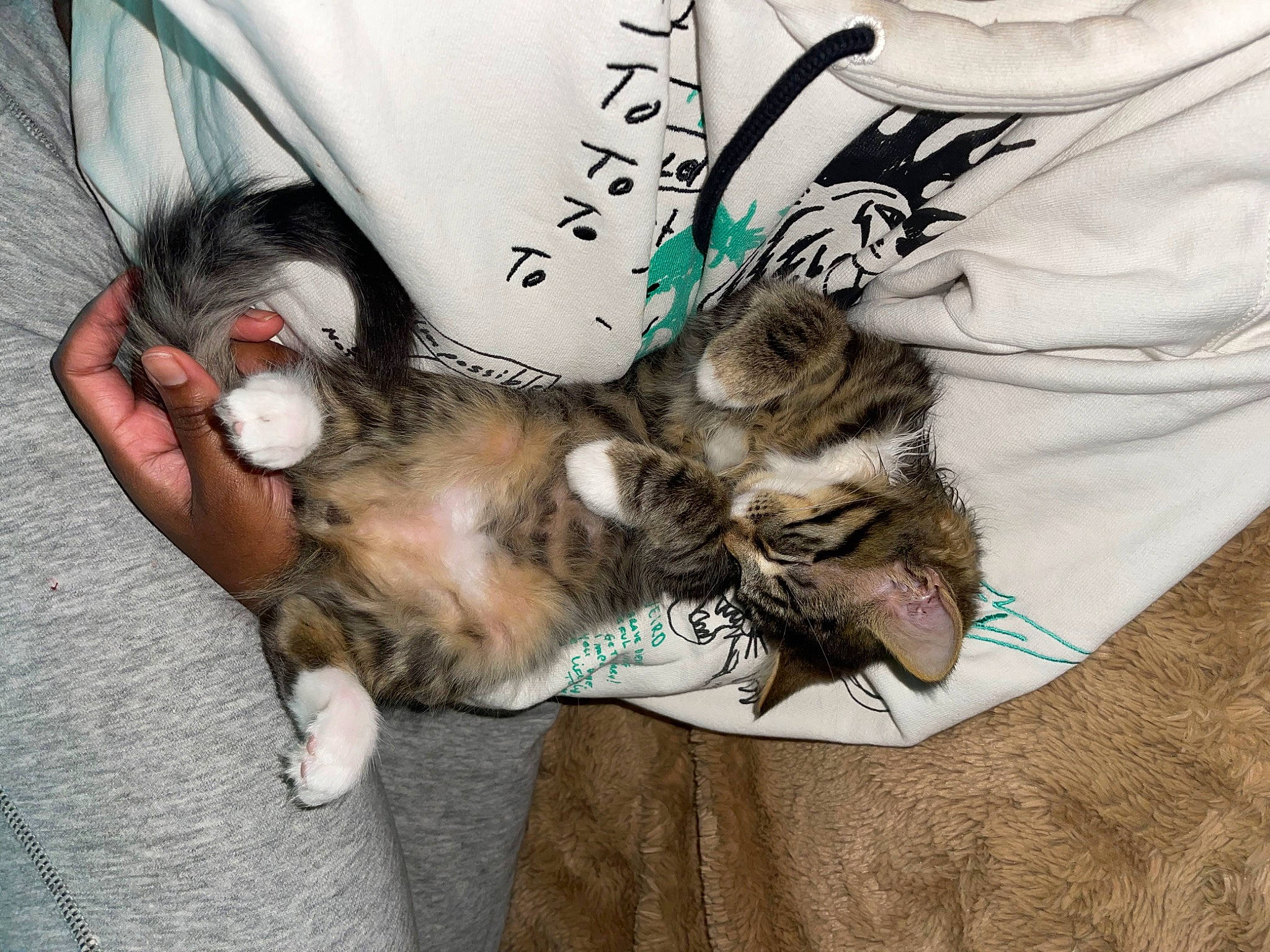 Aiko joined the competition — help win amazing prizes! canidae, carnivore, cat, comfort, companion_dog, couch, domestic_short_haired_cat, fawn, felidae, fur, grey, human_leg, linens, paw, sleeve, small_to_medium_sized_cats, tail, textile, thigh, whiskers