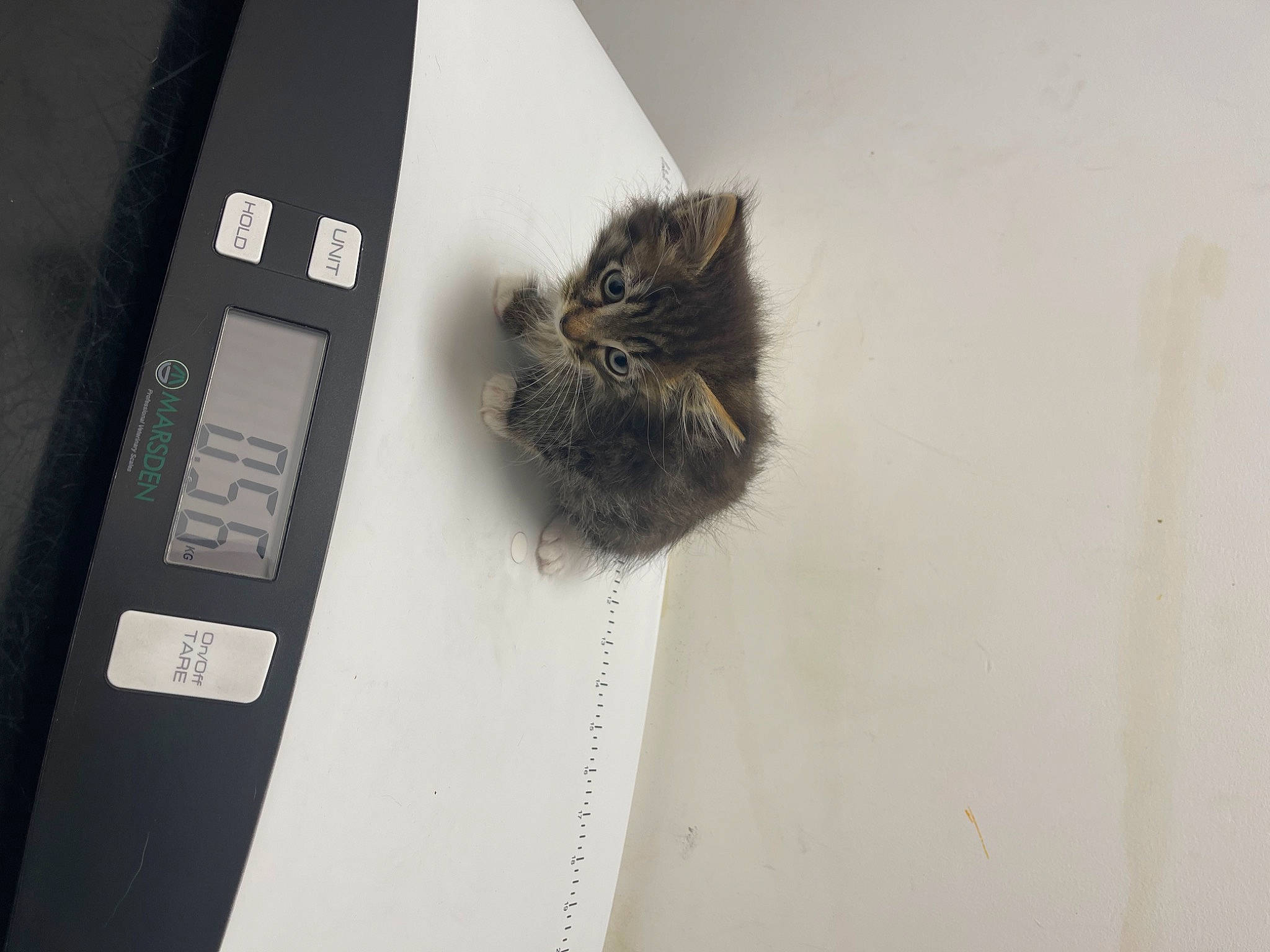 Aiko joined the competition — help win amazing prizes! box, cardboard, carnivore, cat, communication_device, domestic_short_haired_cat, felidae, flooring, fur, hardwood, portable_communications_device, room, small_to_medium_sized_cats, tail, whiskers, wood