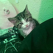 Skittles is registered to the contest to win money with this photo: animal, blanket, cat, cozy, curious, cute, ears, fabric, face, fur, green_light, indoor, kitten, pet, resting, soft, texture, wall, whiskers, young