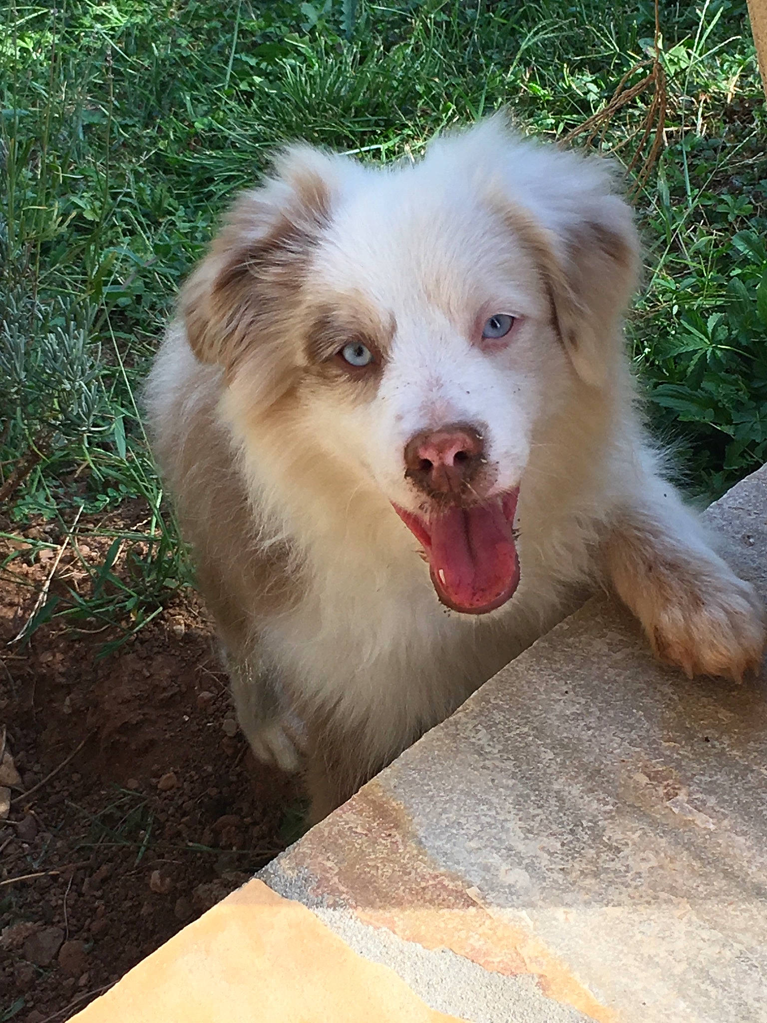 Kenaï participe au concours pour gagner de l'argent avec cette photo : australian_collie, australian_shepherd, basque_shepherd_dog, border_collie, canidae, carnivore, companion_dog, dog, dog_breed, mammal, miniature_australian_shepherd, rare_breed_dog, sporting_group, vertebrate