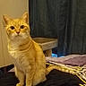 cat, orange_tabby, pet, indoor, bed, hanger, curtains, furniture, cat_tree, fur, whiskers, animal, cute, sitting, looking, domestic_cat, home, cozy, curious, striped