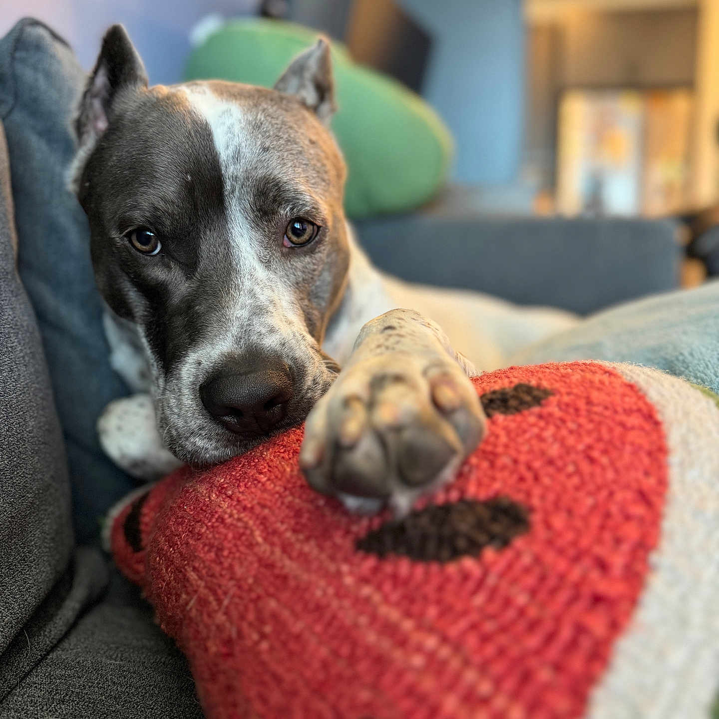 Asher is registered to the contest to win money with this photo: animal, architecture, blanket, building, bulldog, canine, chair, couch, cushion, dog, furniture, homedecor, hound, indoors, interiordesign, livingroom, pet, pointer, puppy, room