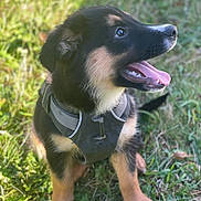 Dastann a rejoint le concours — aidez-le/la à gagner de superbes lots ! puppy, dog, grass, outdoor, harness, black_and_tan, tongue_out, happy, young_dog, pet, animal, cute, sitting, nature, fur, ears, mouth, nose, playful, daylight