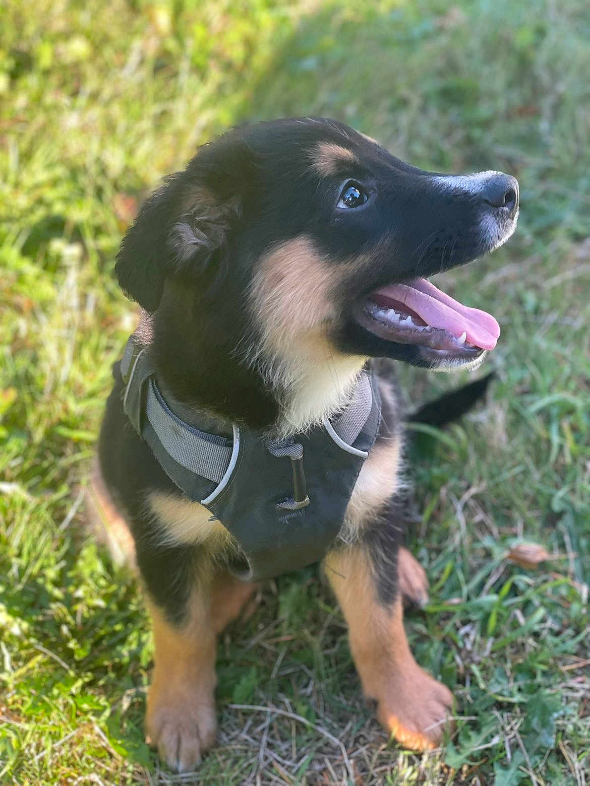 Dastann a rejoint le concours — aidez-le/la à gagner de superbes lots ! puppy, dog, grass, outdoor, harness, black_and_tan, tongue_out, happy, young_dog, pet, animal, cute, sitting, nature, fur, ears, mouth, nose, playful, daylight