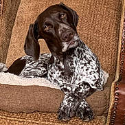 Maggie is registered to the contest to win money with this photo: armchair, brown, canine, comfort, cozy, crossed_legs, dog, ears, fur, furniture, home, indoor, looking, lounge, nose, paws, pet, portrait, relaxed, spotted