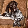 armchair, brown, canine, comfort, cozy, crossed_legs, dog, ears, fur, furniture, home, indoor, looking, lounge, nose, paws, pet, portrait, relaxed, spotted