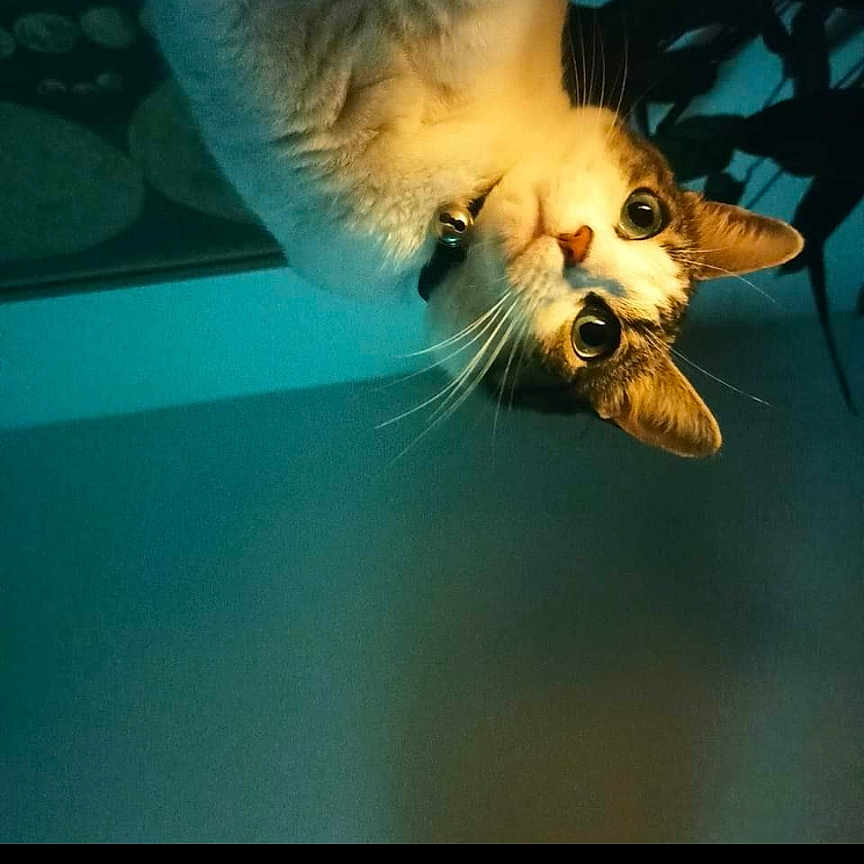 Opale participe au concours pour gagner de l'argent avec cette photo : animal, cat, computer, computerhardware, electronics, face, hardware, head, kitten, laptop, manx, monitor, nature, night, outdoors, pc, pet, photography, screen, tv