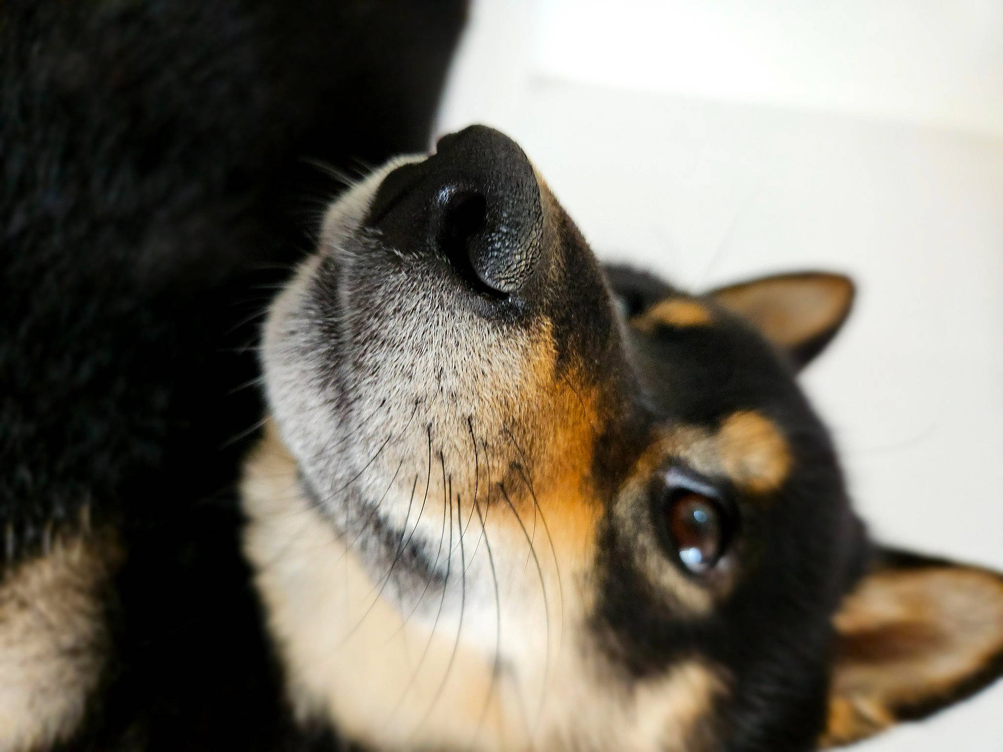Tao participe au concours pour gagner de l'argent avec cette photo : canidae, carnivore, close_up, companion_dog, dog, dog_breed, ear, eyelash, fawn, fur, paw, snout, sporting_group, terrestrial_animal, whiskers, wildlife, working_dog