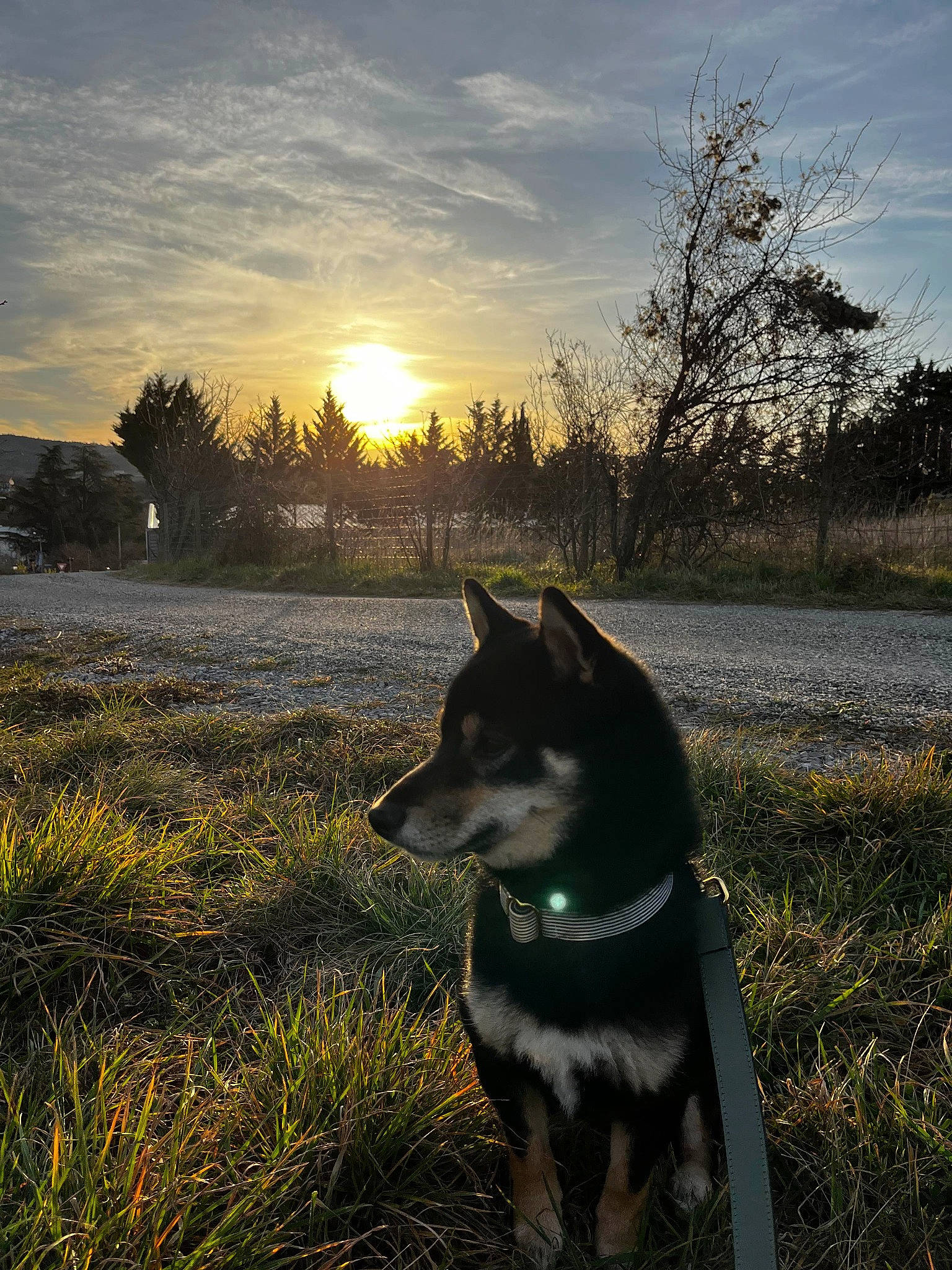 Tao participe au concours pour gagner de l'argent avec cette photo : carnivore, cloud, collar, companion_dog, dog, dog_breed, flash_photography, grass, horizon, landscape, light, natural_landscape, people_in_nature, plant, sky, snout, sunlight, tints_and_shades, tree, whiskers