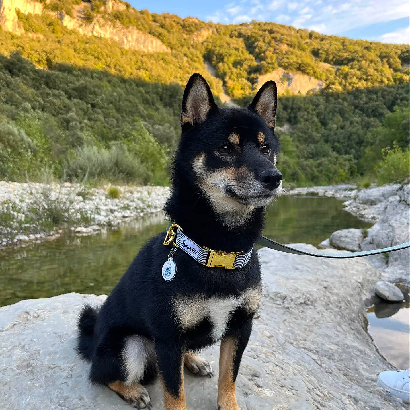 Tao participe au concours pour gagner de l'argent avec cette photo : adventure, canidae, carnivore, cloud, collar, dog, dog_breed, herding_dog, landscape, mountain, plant, sky, snout, sporting_group, terrestrial_animal, tree, walking, water, working_animal, working_dog