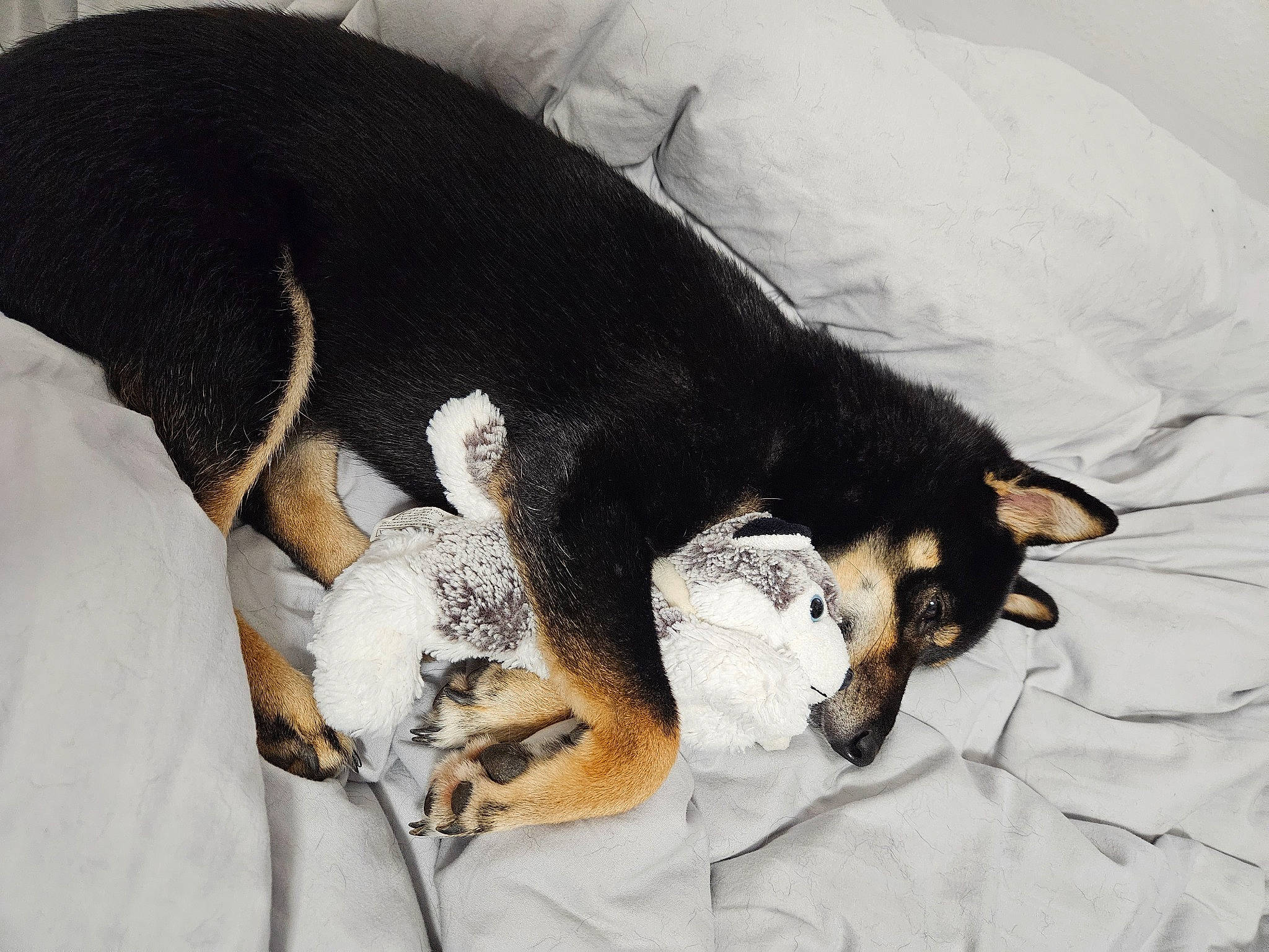 Tao participe au concours pour gagner de l'argent avec cette photo : carnivore, comfort, companion_dog, dog, dog_bed, dog_breed, dog_supply, felidae, fur, guard_dog, linens, paw, pinscher, prazsky_krysarik, small_to_medium_sized_cats, sporting_group, tail, toy_dog, whiskers, working_animal