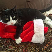 Benny joined the competition — help win amazing prizes! black_and_white_cat, blanket, cat, christmas_stocking, claw, cozy, curious, cute, feline, green_eyes, holiday, indoor, patterned_blanket, paw, pet, plush, red, resting, soft_texture, white