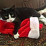 black_and_white_cat, blanket, cat, christmas_stocking, claw, cozy, curious, cute, feline, green_eyes, holiday, indoor, patterned_blanket, paw, pet, plush, red, resting, soft_texture, white