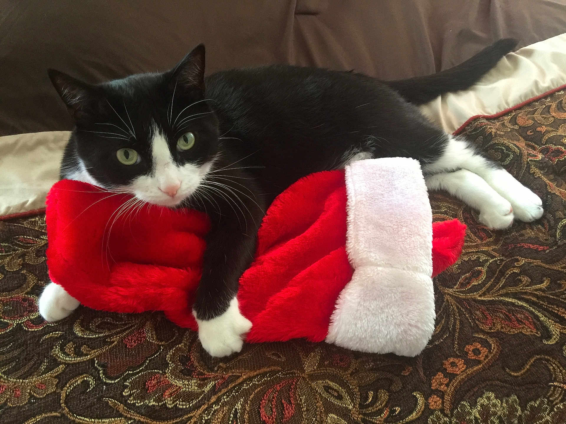 Benny joined the competition — help win amazing prizes! black_and_white_cat, blanket, cat, christmas_stocking, claw, cozy, curious, cute, feline, green_eyes, holiday, indoor, patterned_blanket, paw, pet, plush, red, resting, soft_texture, white