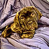 Elise is registered to the contest to win money with this photo: puppy, dog, brindle, blanket, purple, cozy, cute, pet, fur, sleepy, resting, indoor, young, animal, portrait, snuggled, soft, comfort, closeup, relaxed