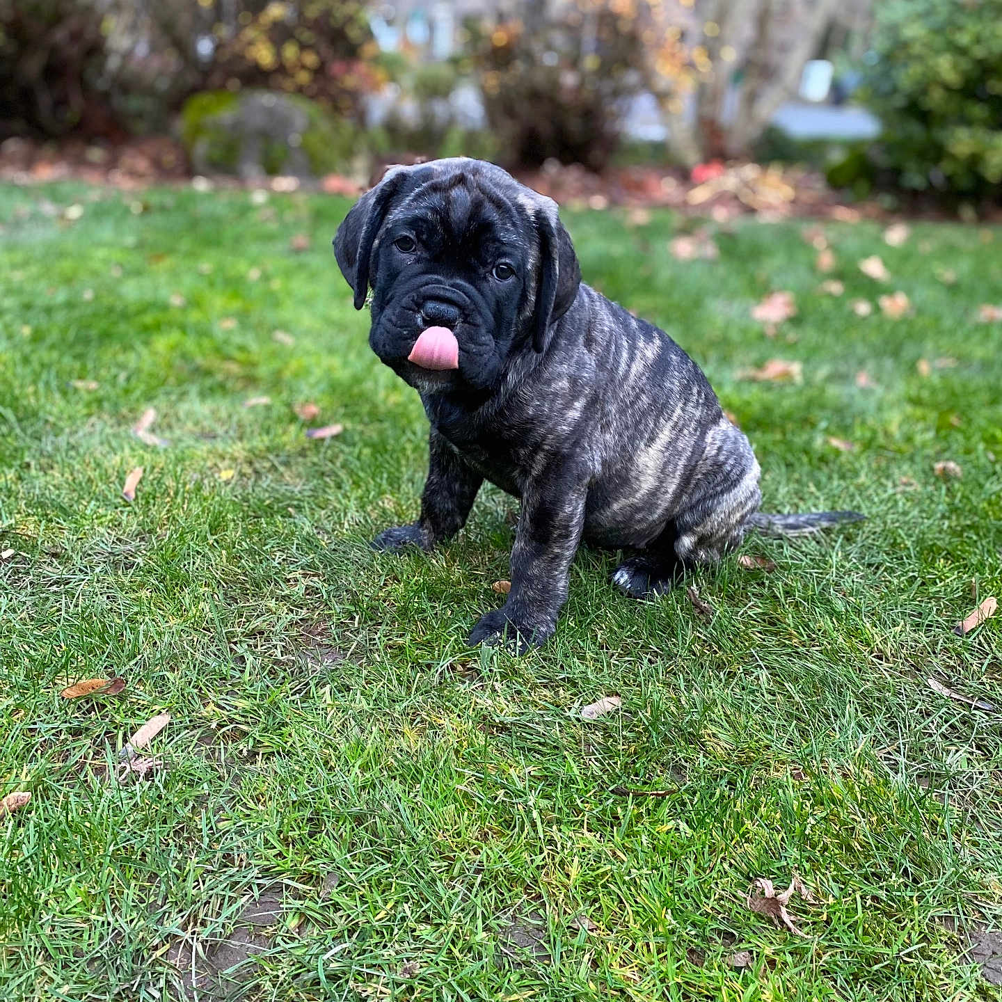 Elise is registered to the contest to win money with this photo: puppy, dog, brindle, grass, outdoor, pet, animal, cute, tongue_out, sitting, nature, garden, playful, young, canine, fur, mammal, leaf, daylight, adorable