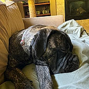 Elise joined the competition — help win amazing prizes! dog, brindle, sleeping, couch, blanket, indoor, pet, resting, cozy, furniture, living_room, fireplace, collar, canine, relaxed, home, animal, nap, comfort, domestic