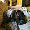 dog, brindle, sleeping, couch, blanket, indoor, pet, resting, cozy, furniture, living_room, fireplace, collar, canine, relaxed, home, animal, nap, comfort, domestic