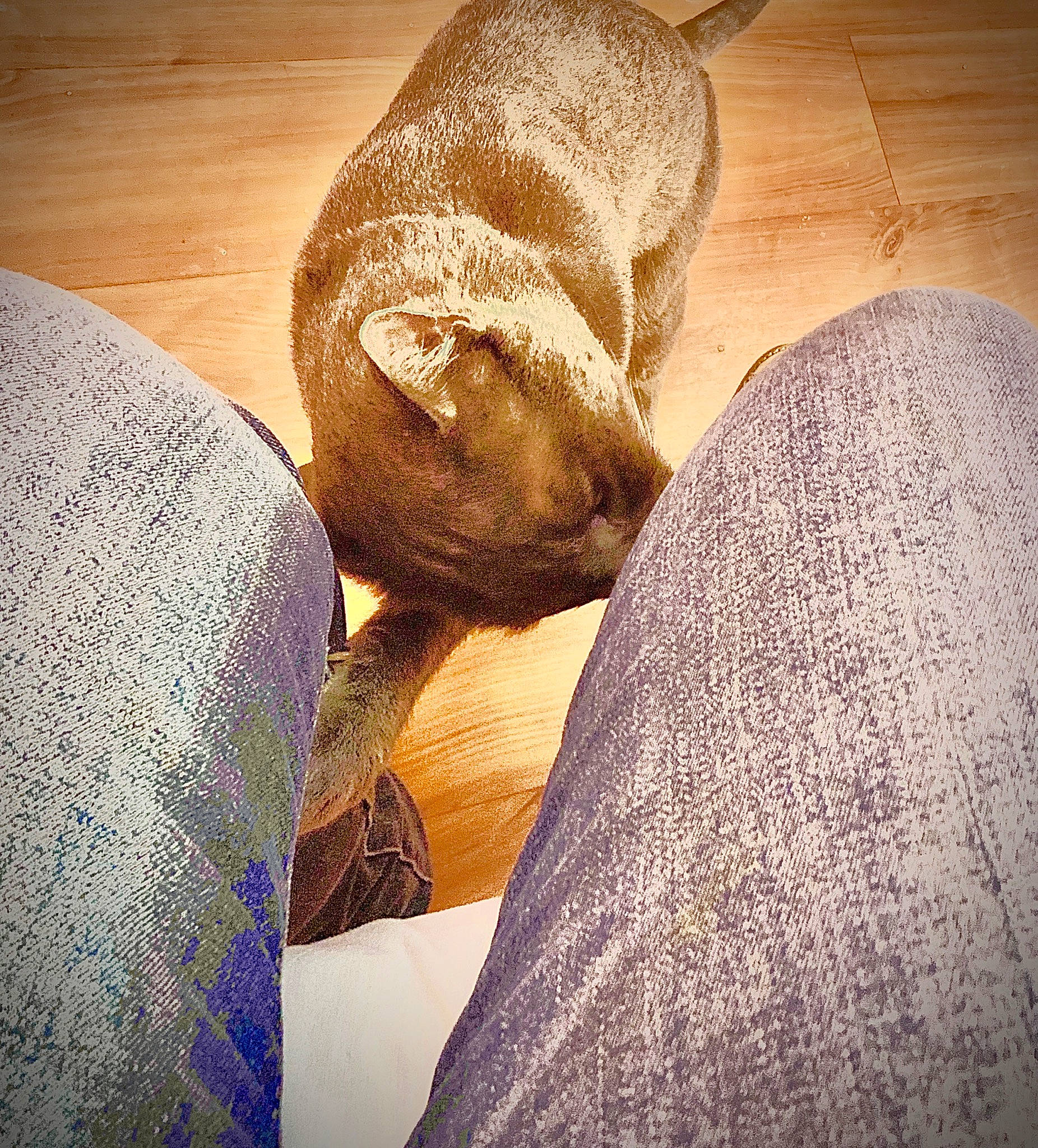 Mister joined the competition — help win amazing prizes! canidae, carnivore, cloud, comfort, companion_dog, dog, dog_breed, fawn, flooring, fur, hardwood, human_leg, linens, nap, paw, room, snout, tail, tints_and_shades, wood