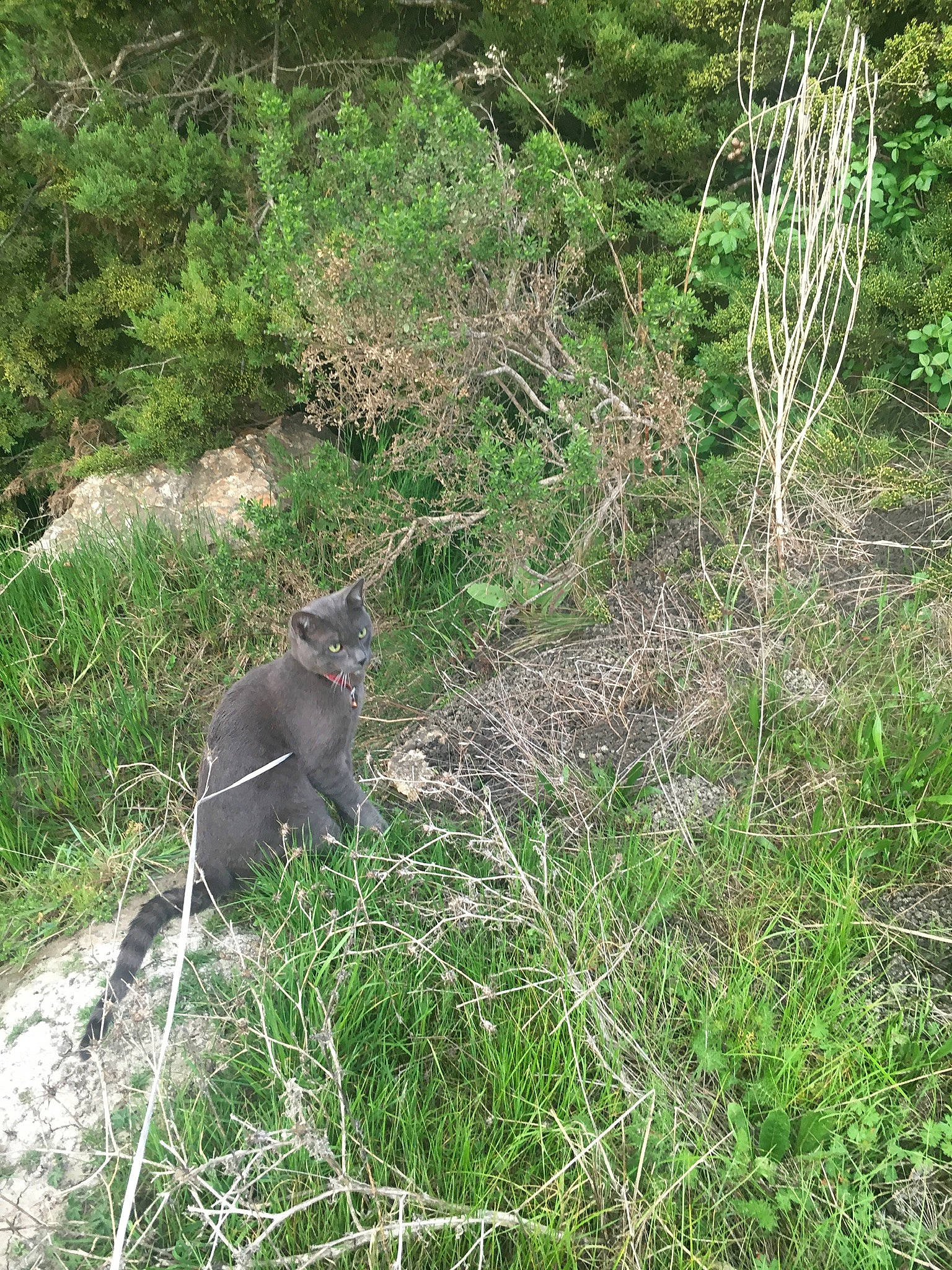 Mister is registered to the contest to win money with this photo: carnivore, cat, felidae, forest, fur, grass, grassland, groundcover, plant, shrub, shrubland, small_to_medium_sized_cats, soil, subshrub, tail, terrestrial_animal, terrestrial_plant, twig, whiskers, wildlife