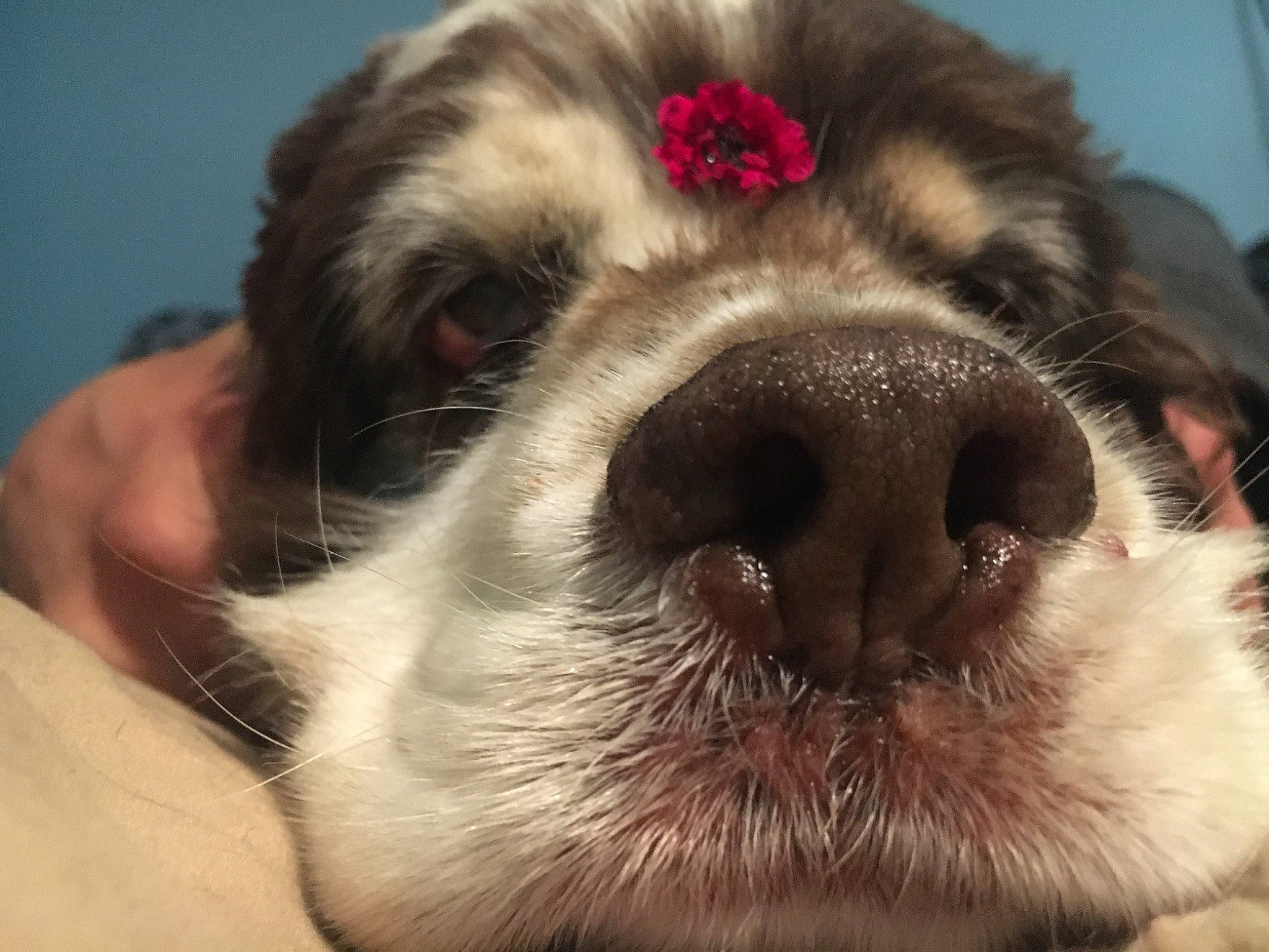 Charlie joined the competition — help win amazing prizes! canidae, carnivore, companion_dog, dog, dog_breed, dog_collar, ear, fawn, flower, fur, liver, paw, plant, puppy, puppy_love, snout, sporting_group, toy_dog, whiskers, working_animal