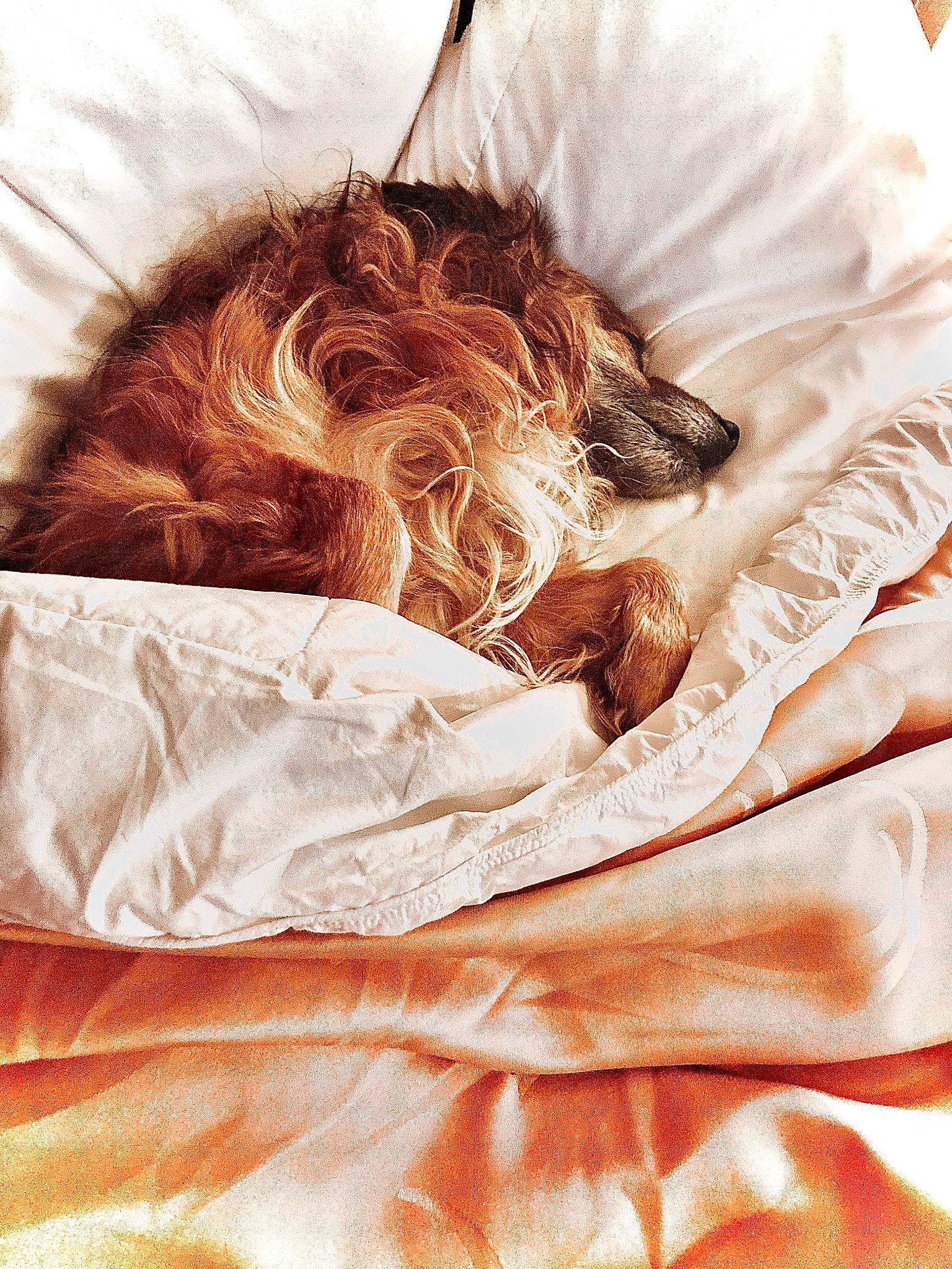 Otis joined the competition — help win amazing prizes! bed_sheet, bedding, bedroom, brown_hair, carnivore, close_up, comfort, companion_dog, feather, fur, hair_coloring, human_leg, linens, liver, long_hair, orange, peach, sleeve, t_shirt, textile