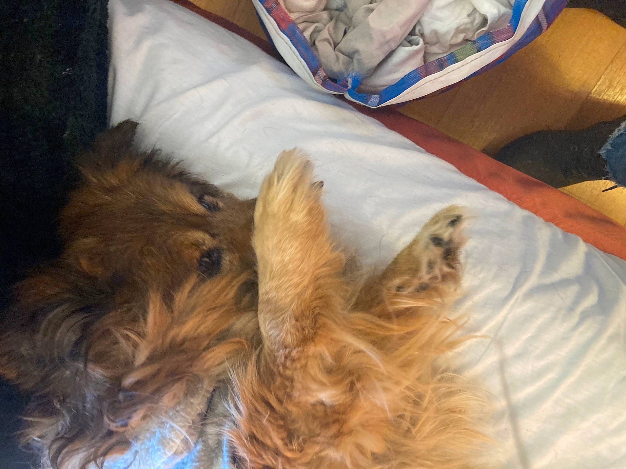 Otis is registered to the contest to win money with this photo: canidae, carnivore, comfort, companion_dog, dog, dog_breed, ear, fawn, felidae, fur, liver, natural_material, small_terrier, snout, sporting_group, terrier, toy_dog, whiskers, working_animal, yorkipoo