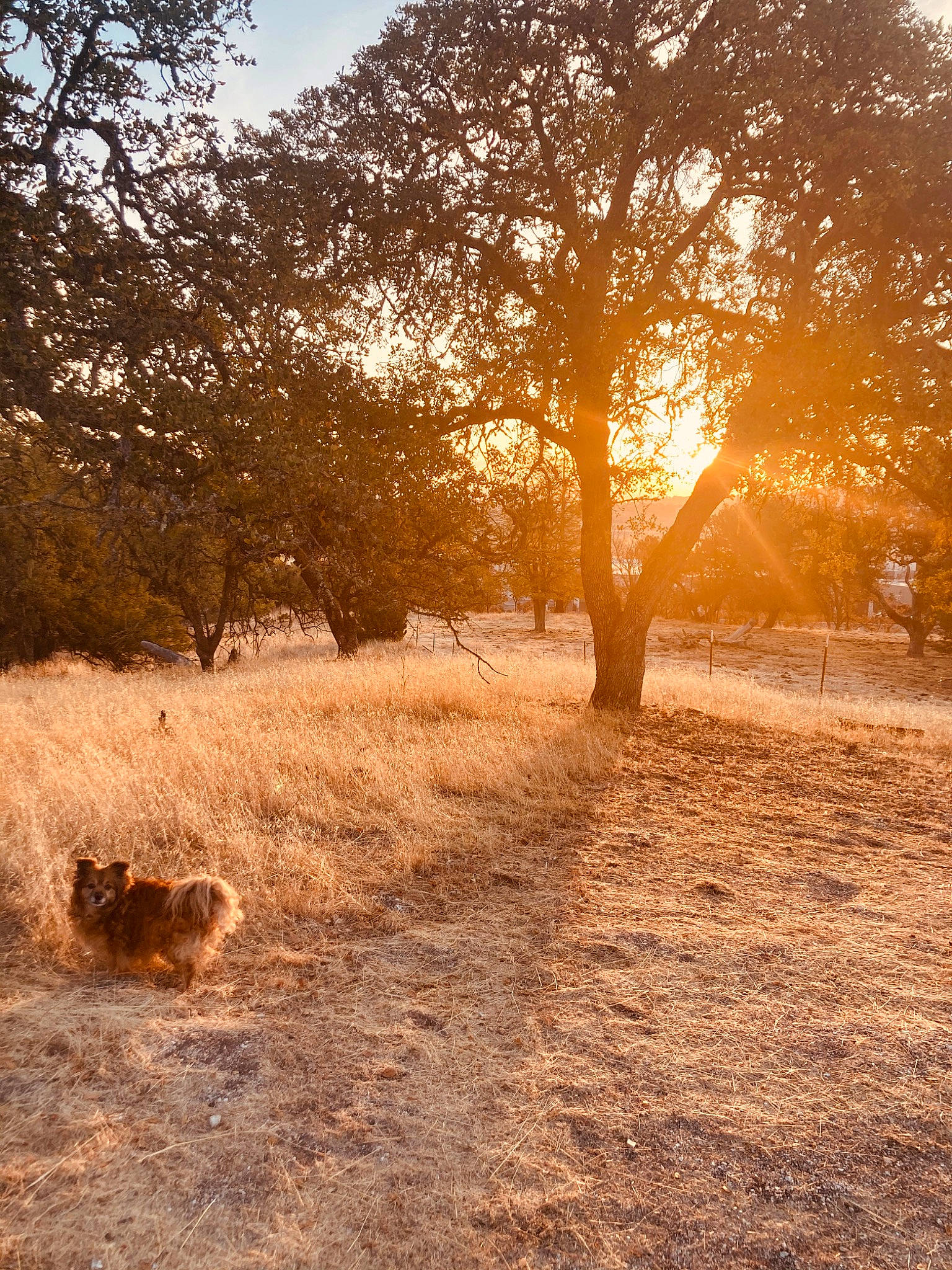 Otis is registered to the contest to win money with this photo: branch, carnivore, deciduous, dog, dog_breed, ecoregion, fawn, grass, landscape, natural_landscape, people_in_nature, plant, sky, sunlight, sunset, tints_and_shades, tree, trunk, twig, wood